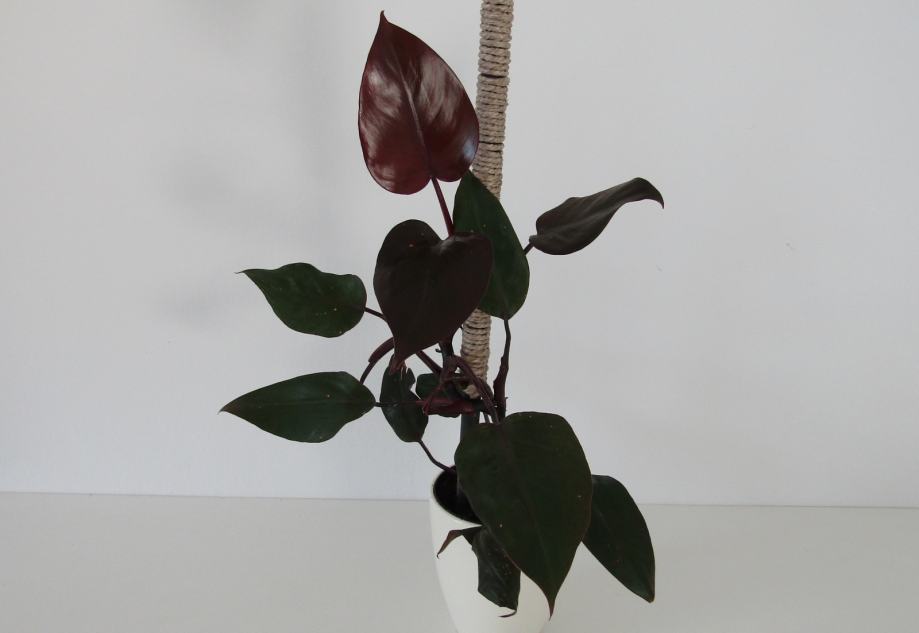 Filodendron Philodendron Royal Queen - New Red prodam