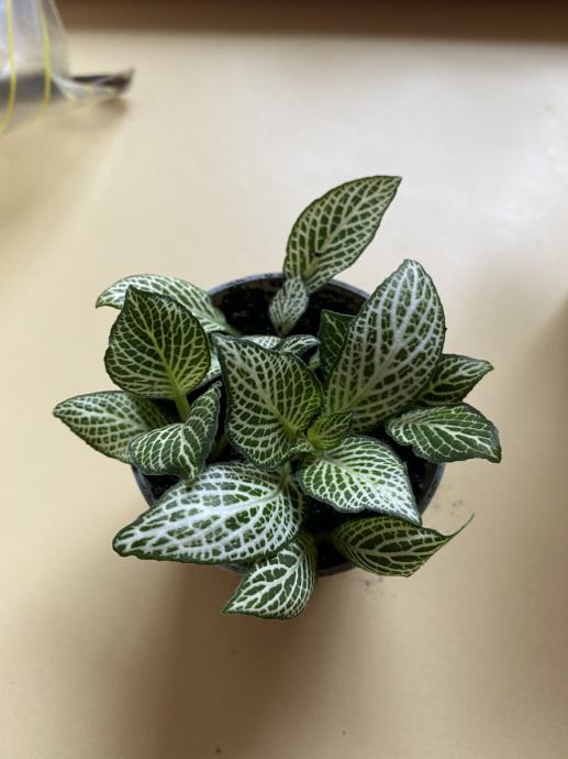 Fittonia (mosaic plant) v dveh barvah