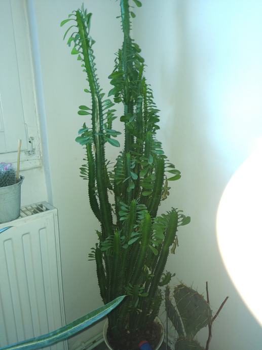Kaktus-euphorbia