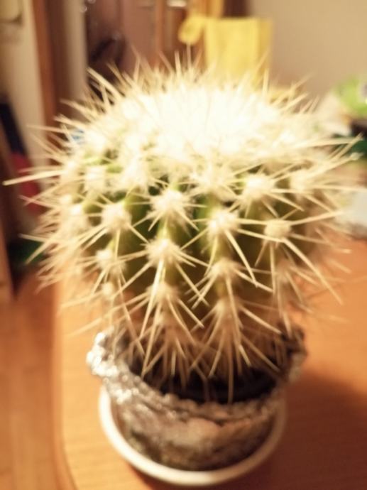 Kaktus Taščin sedež