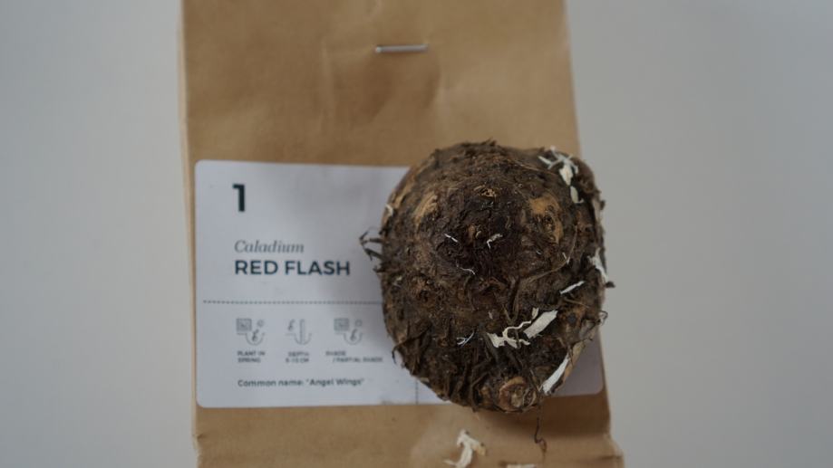 Kaladij Red Flash gomolj, Caladium čebulica