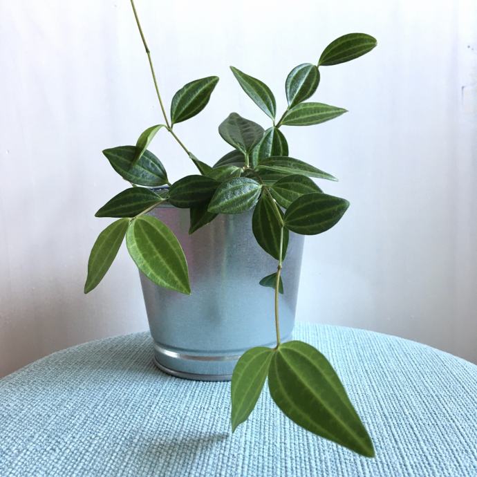 Poprovka (peperomia angulata)