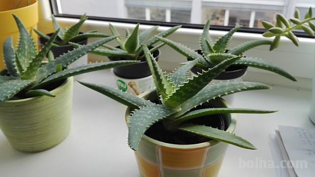 Prodam aloje -Aloe saponaria