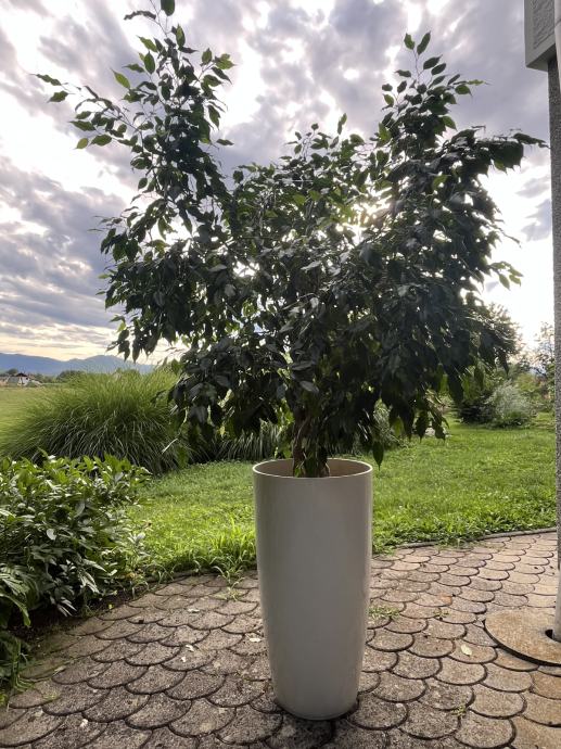 Prodam tri notranje rastline v okrasnih loncih