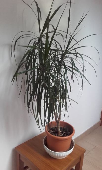 Vrectan Rastlina Sobna rastlina Dracena (tel: 069 827 118)