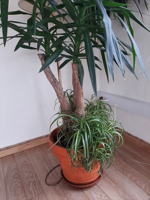Yuka rastlina 2,5m visoka