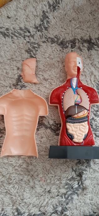 Model za učenje človeških organov