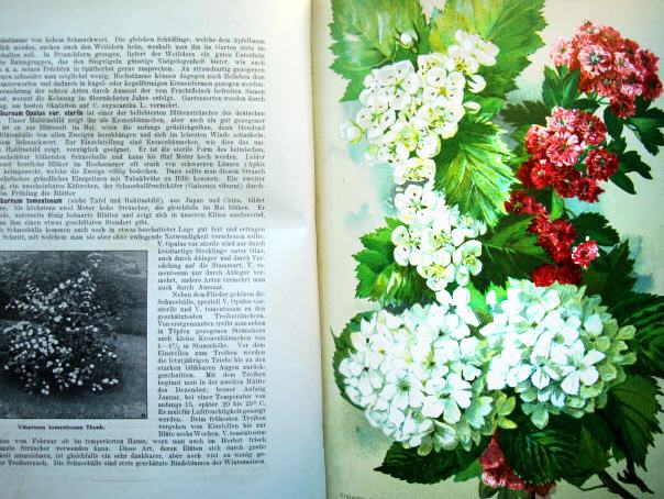 Botanika cvetje cvetoče grmovnice knjiga 1905