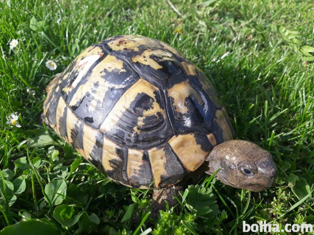 Kopenska želva - Grška želva stara 80 let