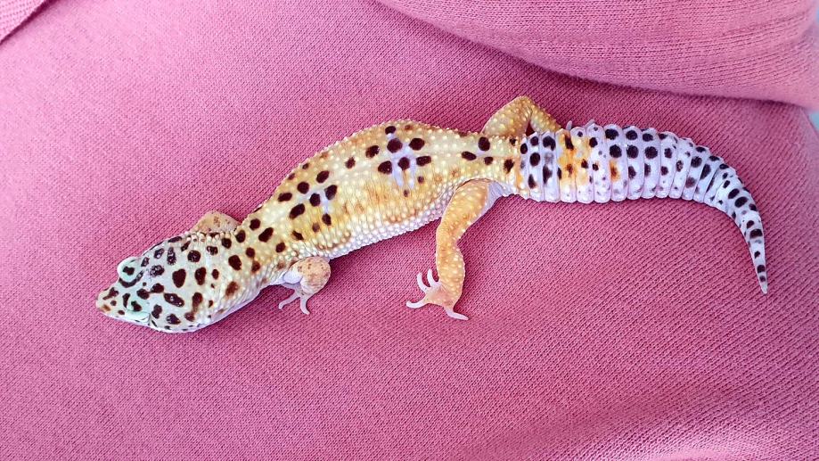 Leopardji gekon / leopard gecko
