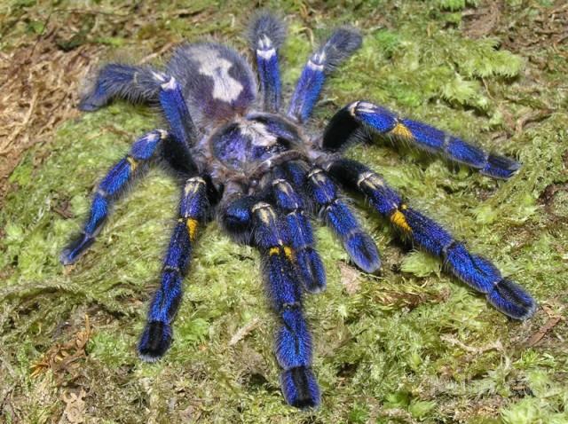 Ptičji pajki - pajek - tarantele - različne vrste
