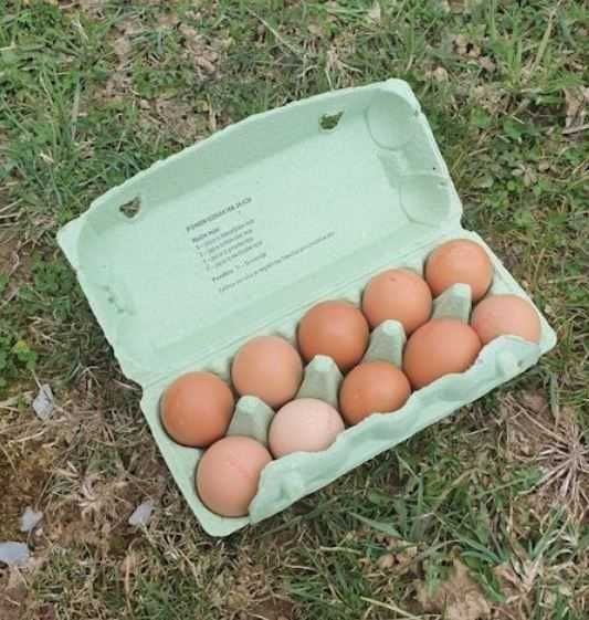 Bio domača jajca (10 kom), Domači pridelki