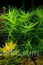 akvarijske vodne rastline zvezdasta trava (Heteranthera zo.)
