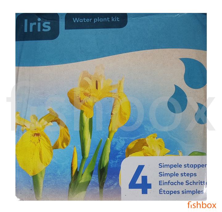 Živorumena perunika - iris za vaš ribnik, komplet za sajenje