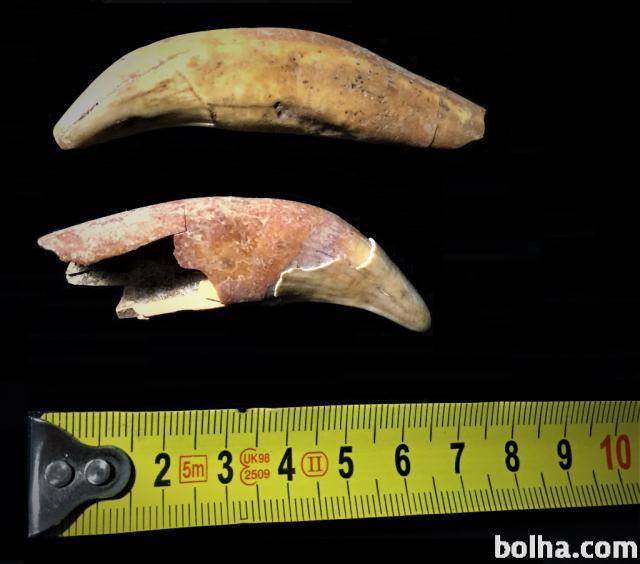 Jamski medved - zob - fosil