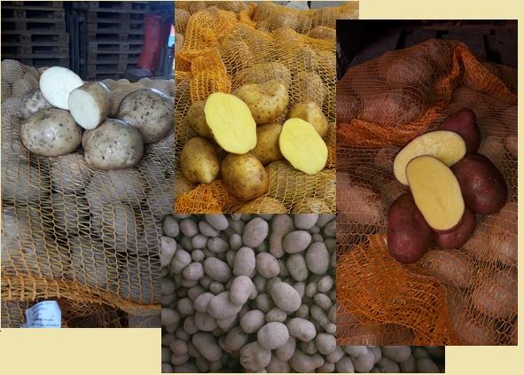 Jedilni krompir različnih sort