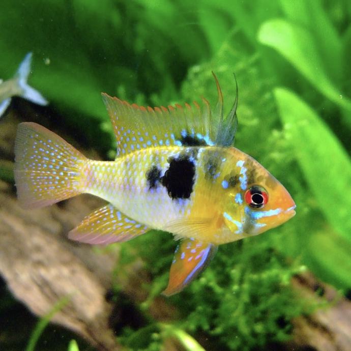 Akvarijske ribe