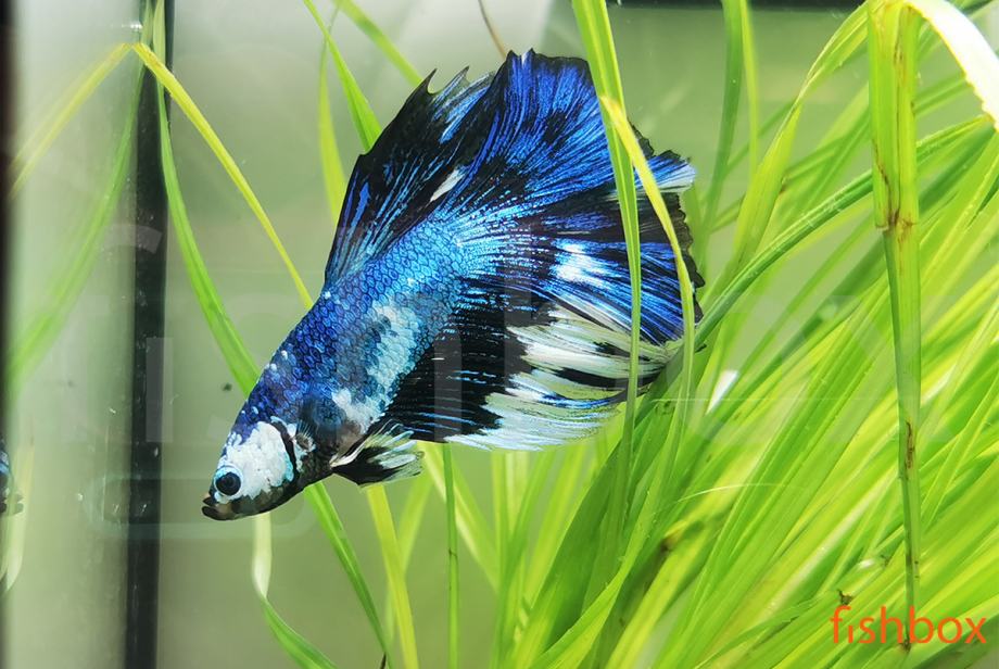 Čudovite siamske bojne ribice - Betta splendens