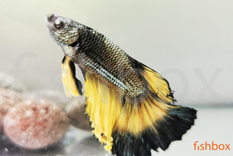 Čudovite siamske bojne ribice - Betta splendens