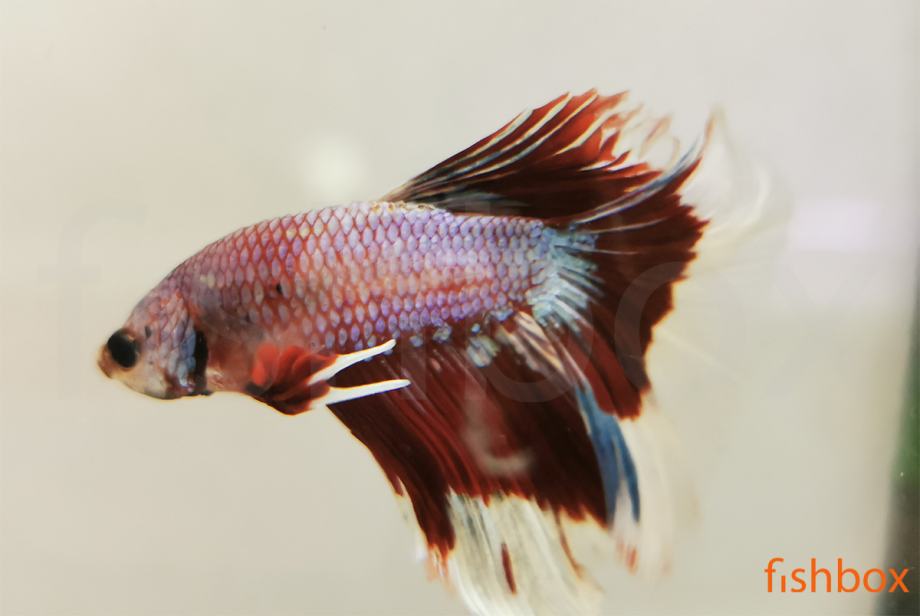 Čudovite siamske bojne ribice - Betta splendens