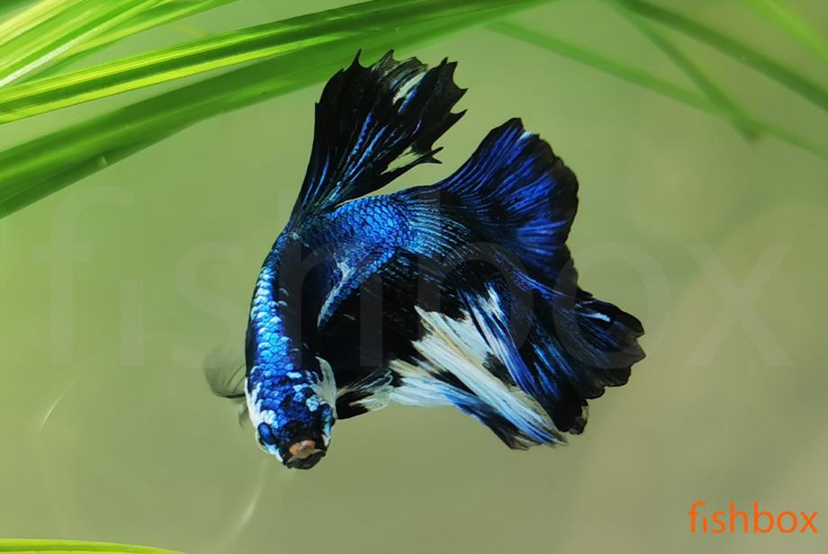 Čudovite siamske bojne ribice - Betta splendens
