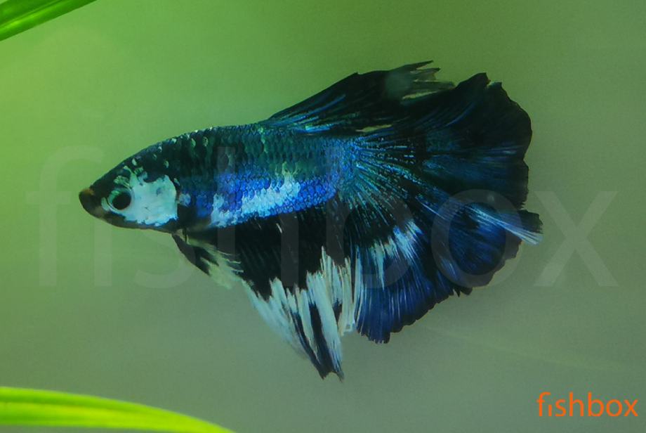Čudovite siamske bojne ribice - Betta splendens