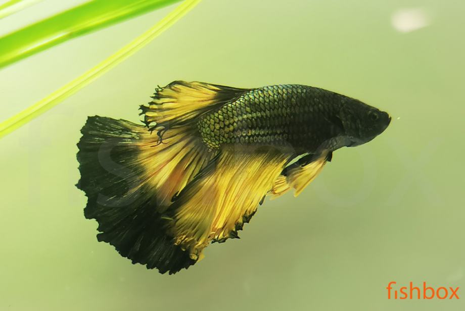 Čudovite siamske bojne ribice - Betta splendens