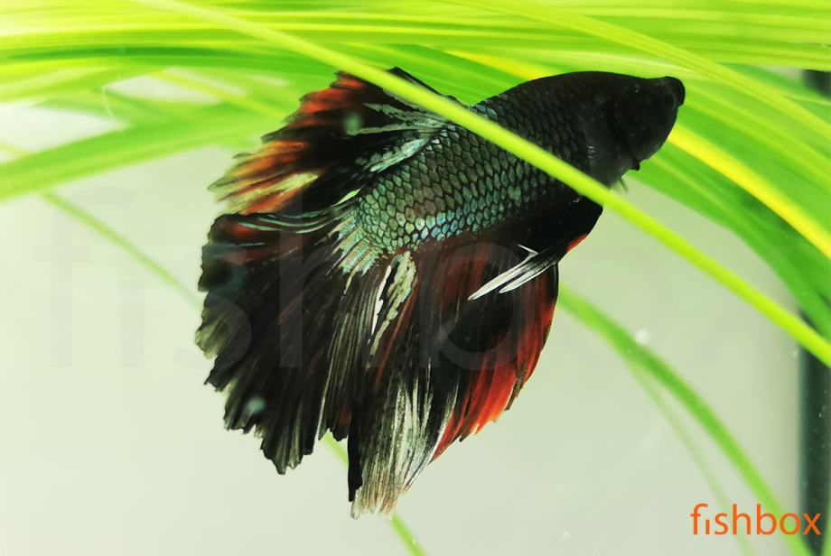 Čudovite siamske bojne ribice - Betta splendens