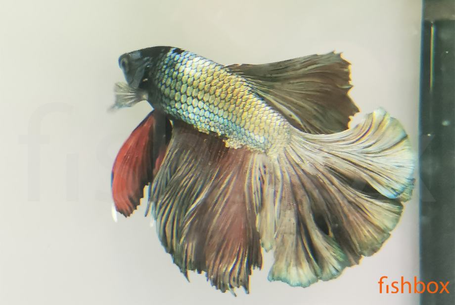 Čudovite siamske bojne ribice - Betta splendens