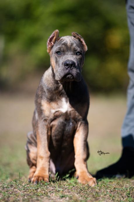 Cane Corso puppies