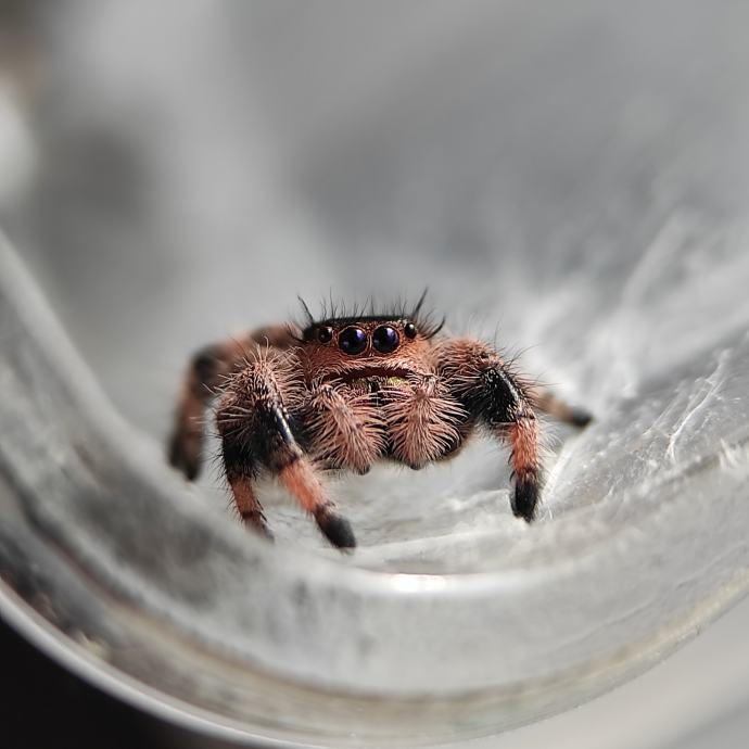 jumping-spiders-pajki-skaka-i-phidippus-regius