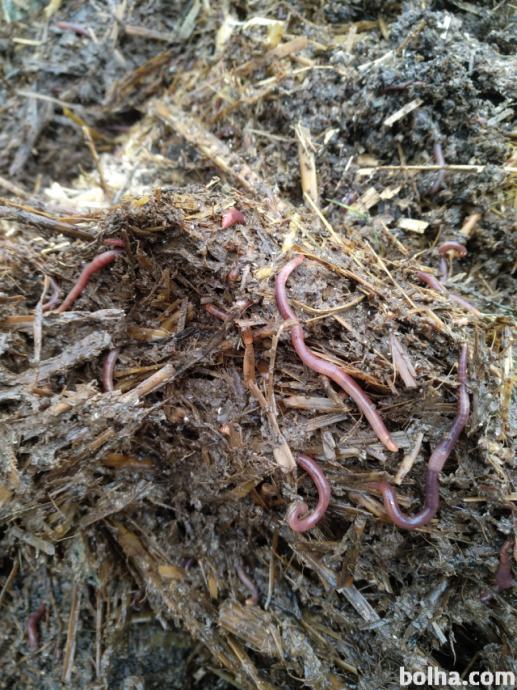 Kalifornijski črvi, deževniki - za odličen kompost, vrt, zemlja