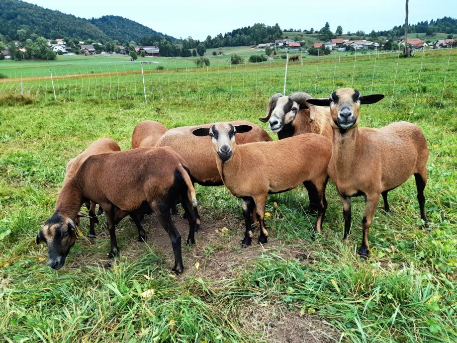 kamerunske ovce - mladice