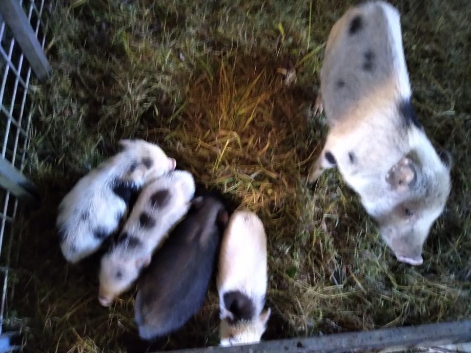 Mini Ameri ki Pujs minnesota