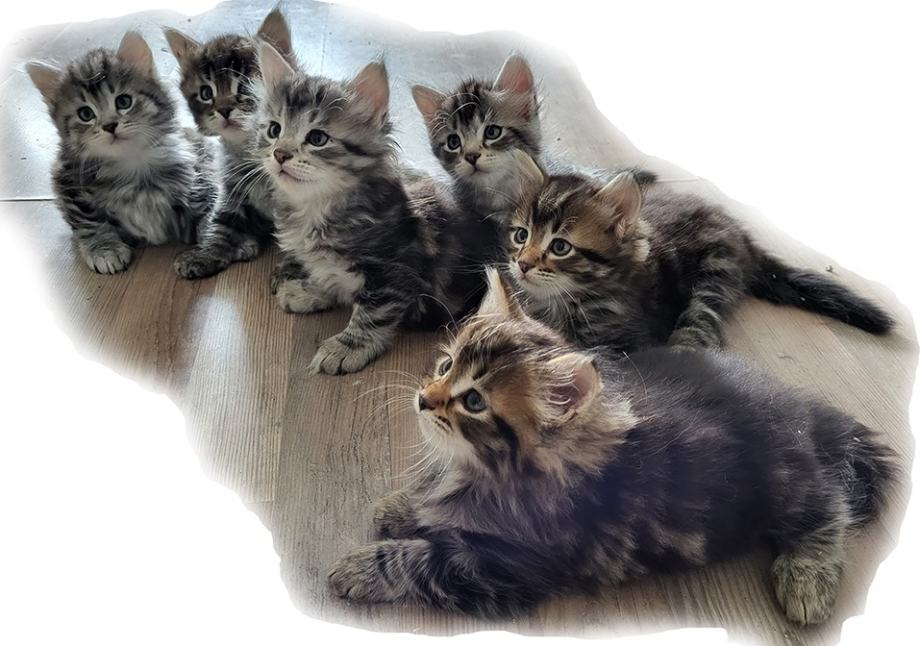 Royal Siberian Cats