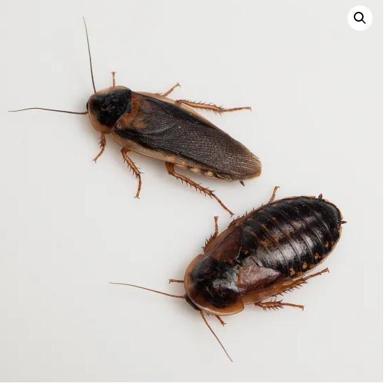 Blaptica Dubia PODARIM