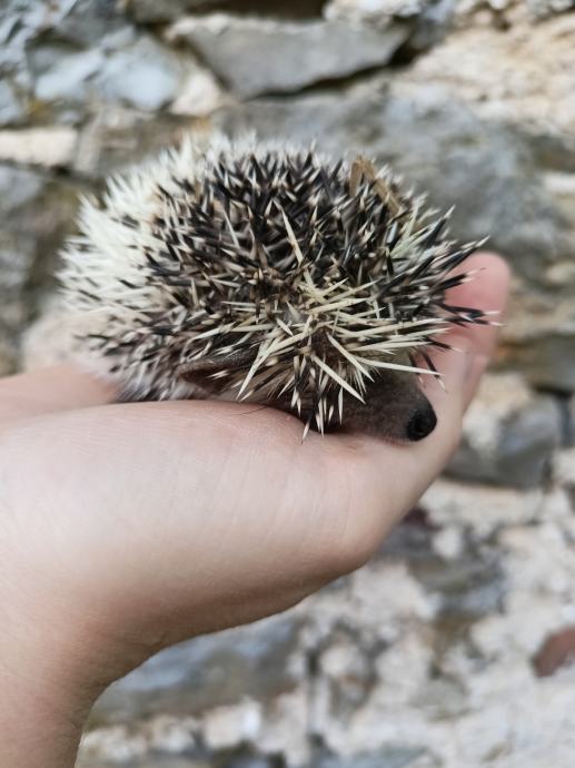 Afriški beloprsi jež, ježek, ježki, ježka DOSTAVA PO CELI SLO