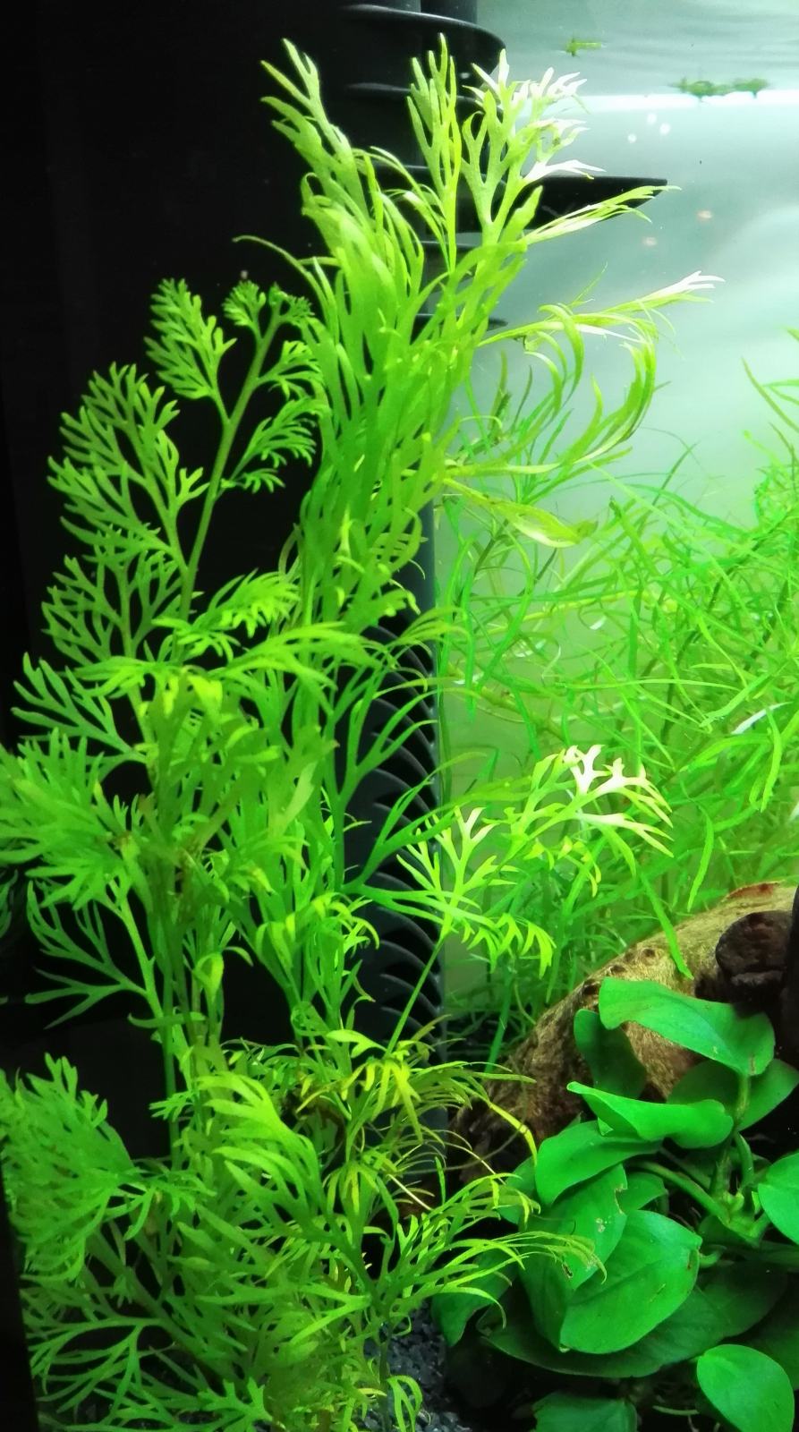 Akvarijska rastlina - Vodna praprot oz. Ceratopteris cornuta