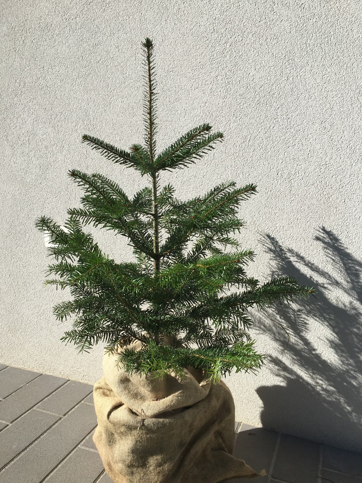 Novoletna jelka v loncu 040 364 557