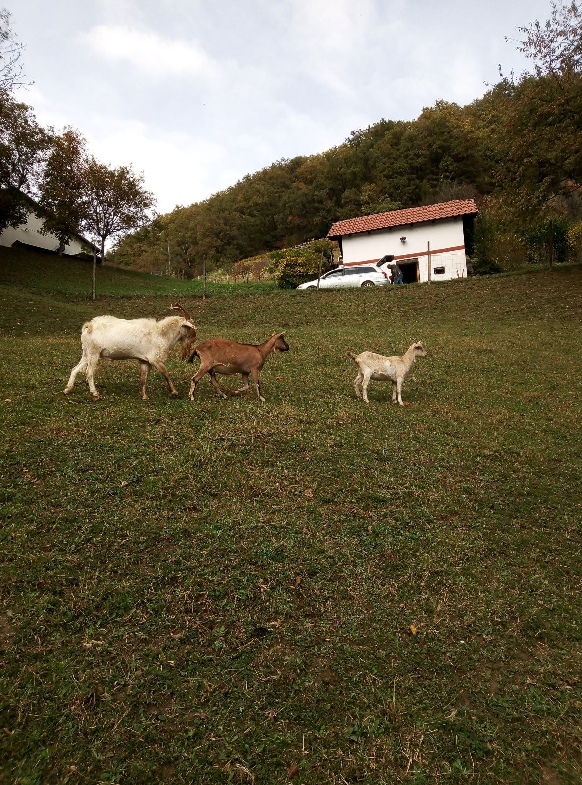 Koze