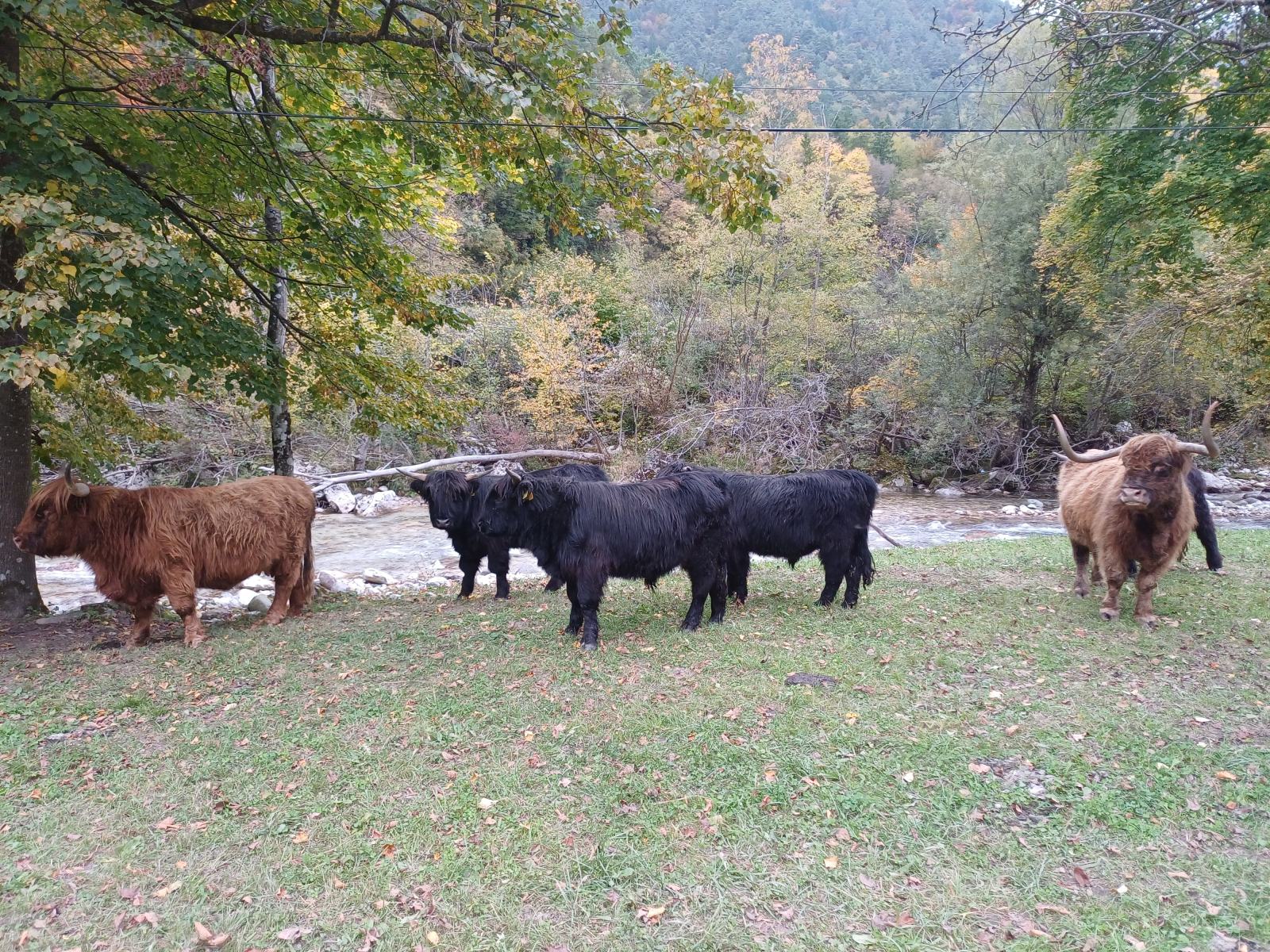 Škotsko govedo