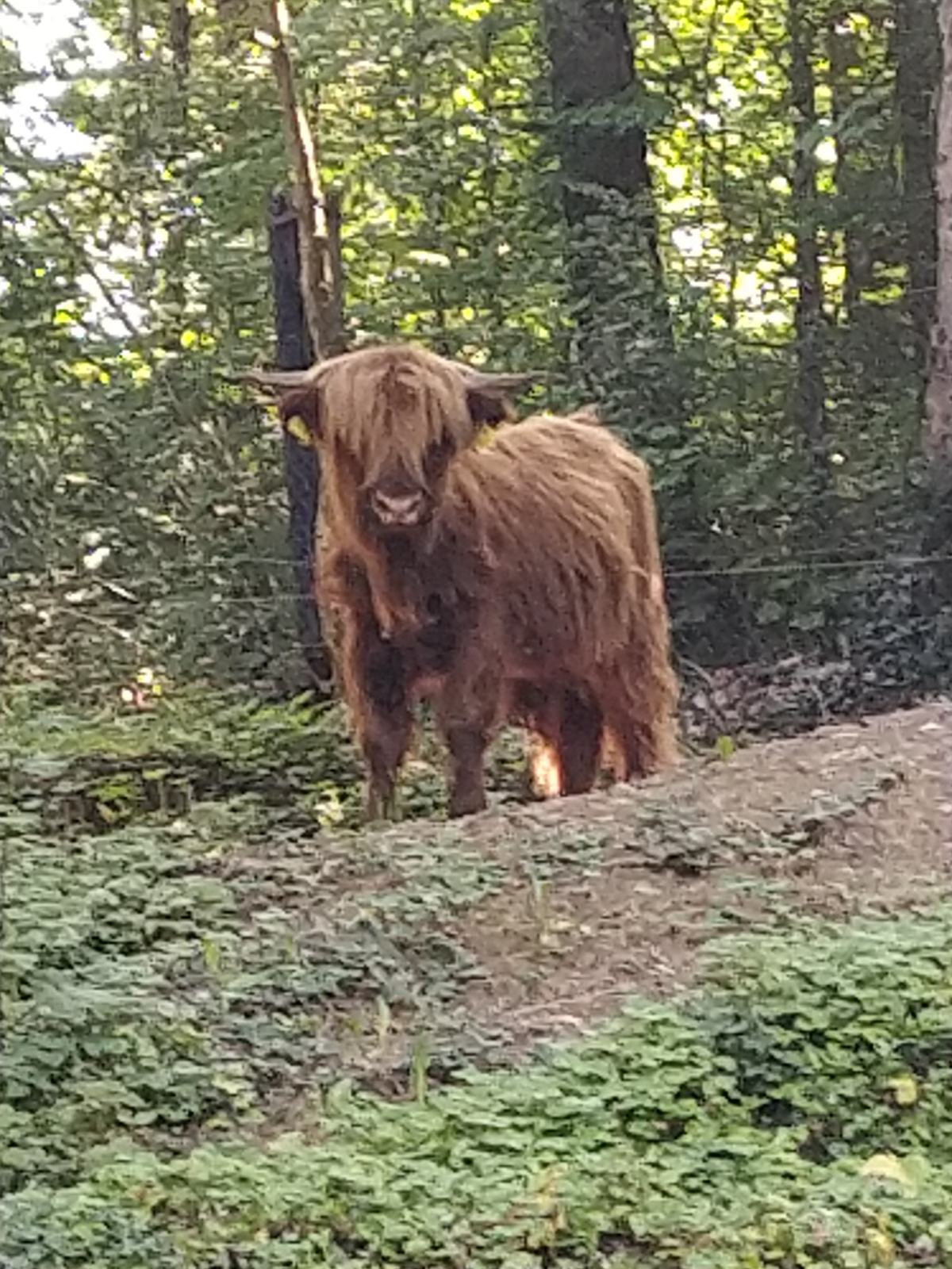 Škotsko višavsko govedo