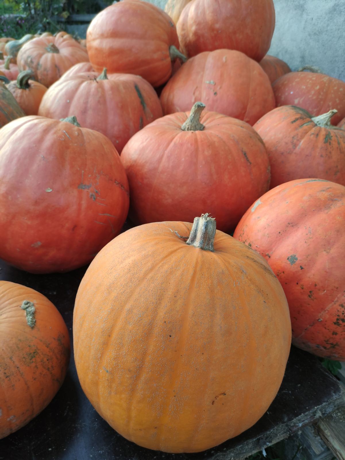 Buče-Halloween, Ljubljana