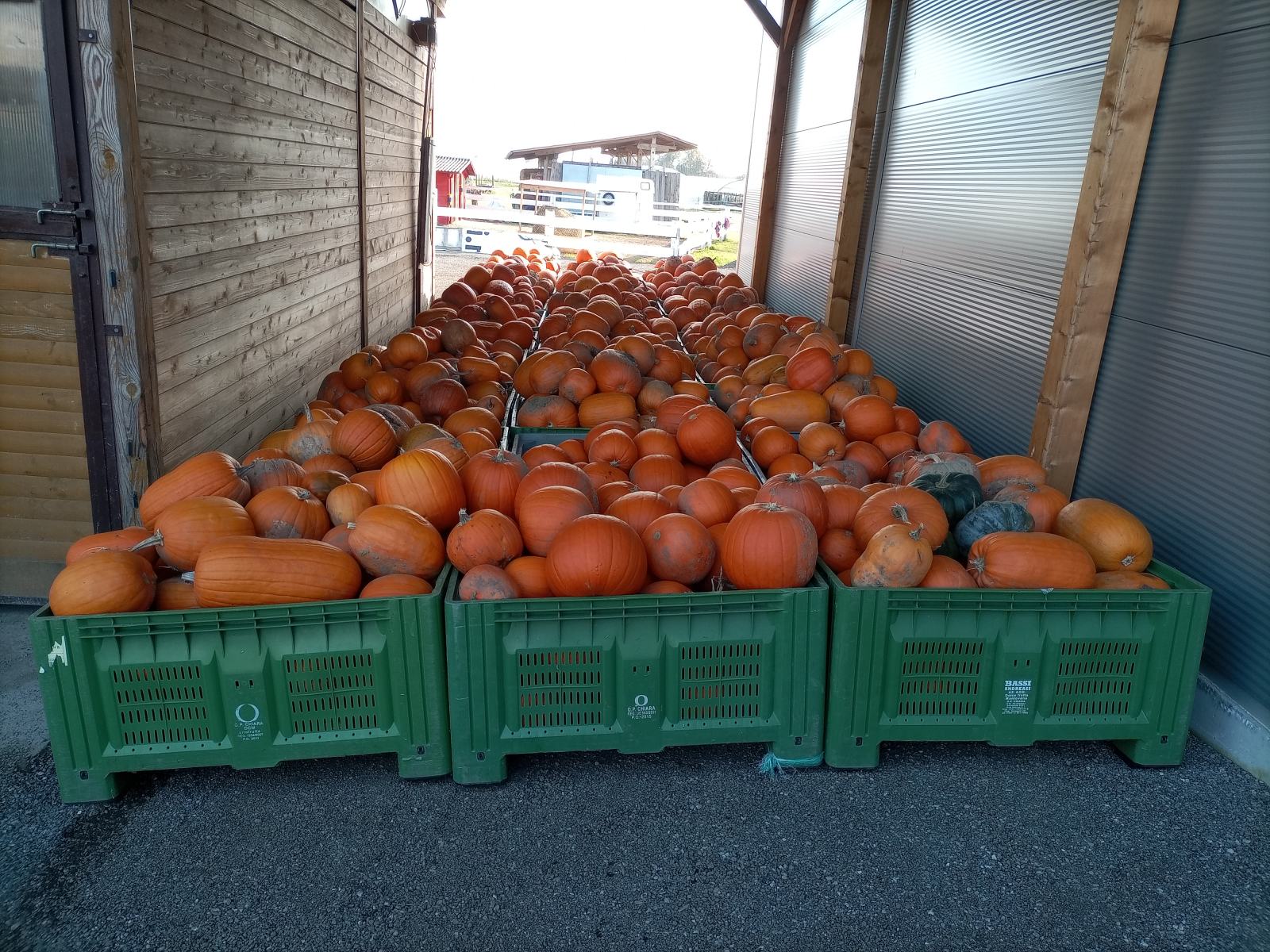 KRMNE BUČE ZA PUJSE, ŽIVALI