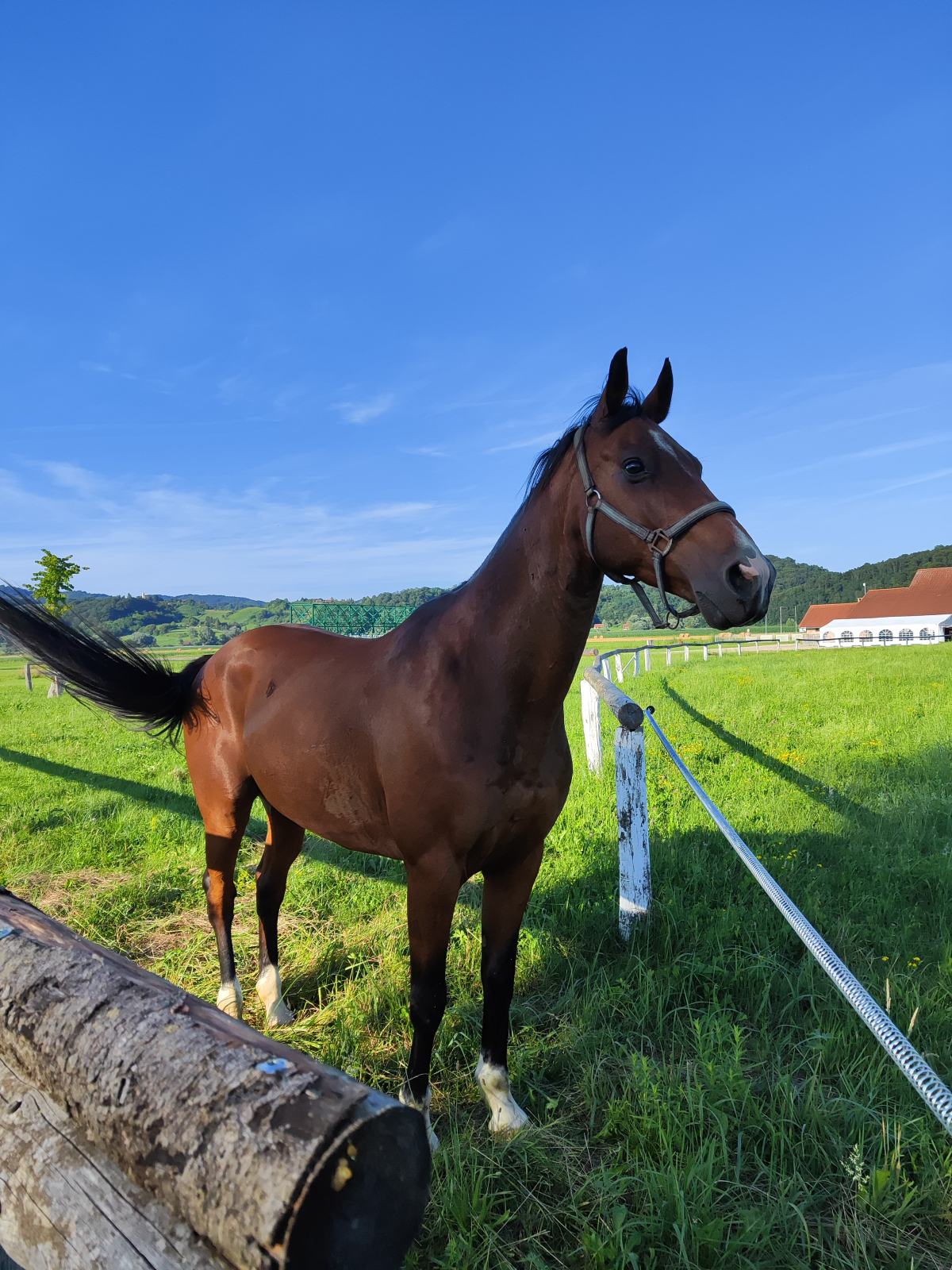 Kastrat, kobila ,žrebec