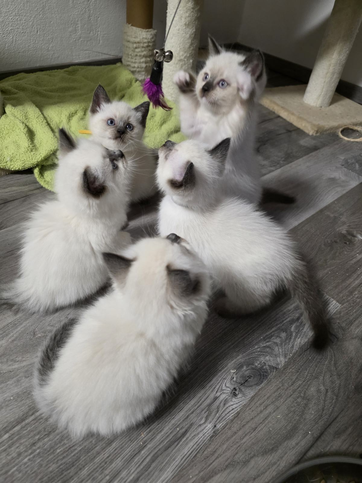 Ragdoll mladiči