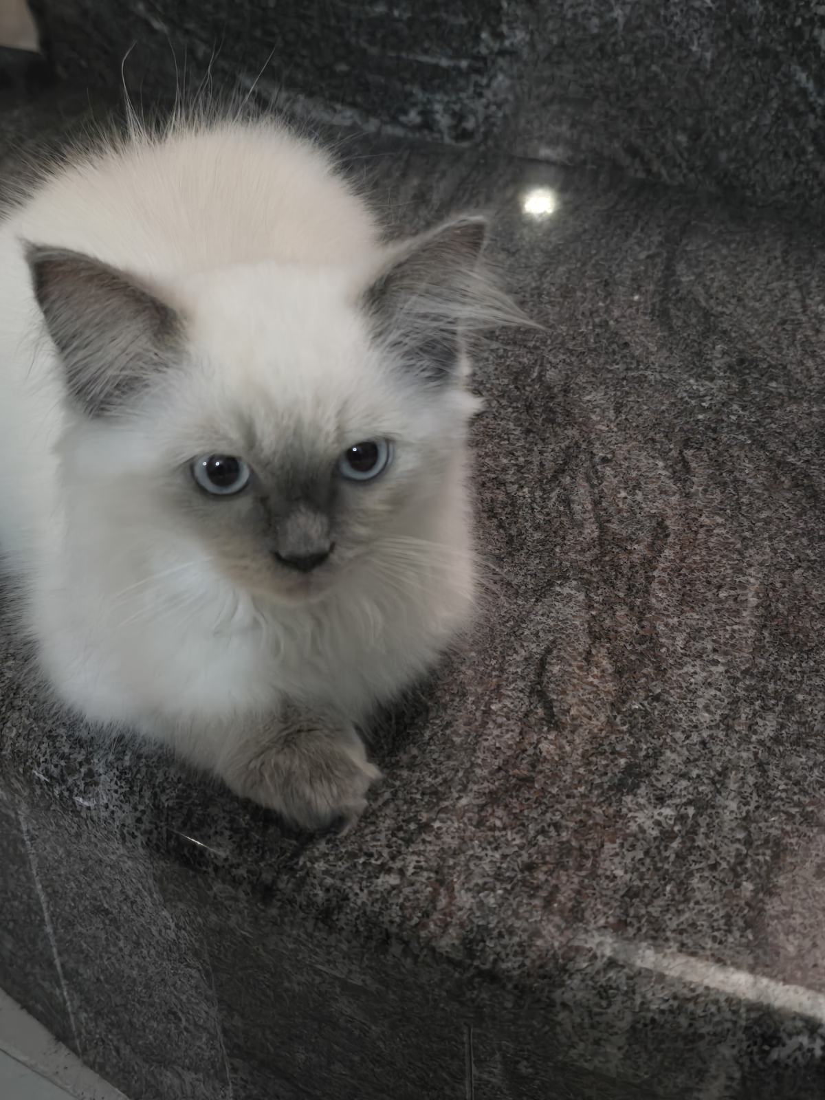 Ragdoll