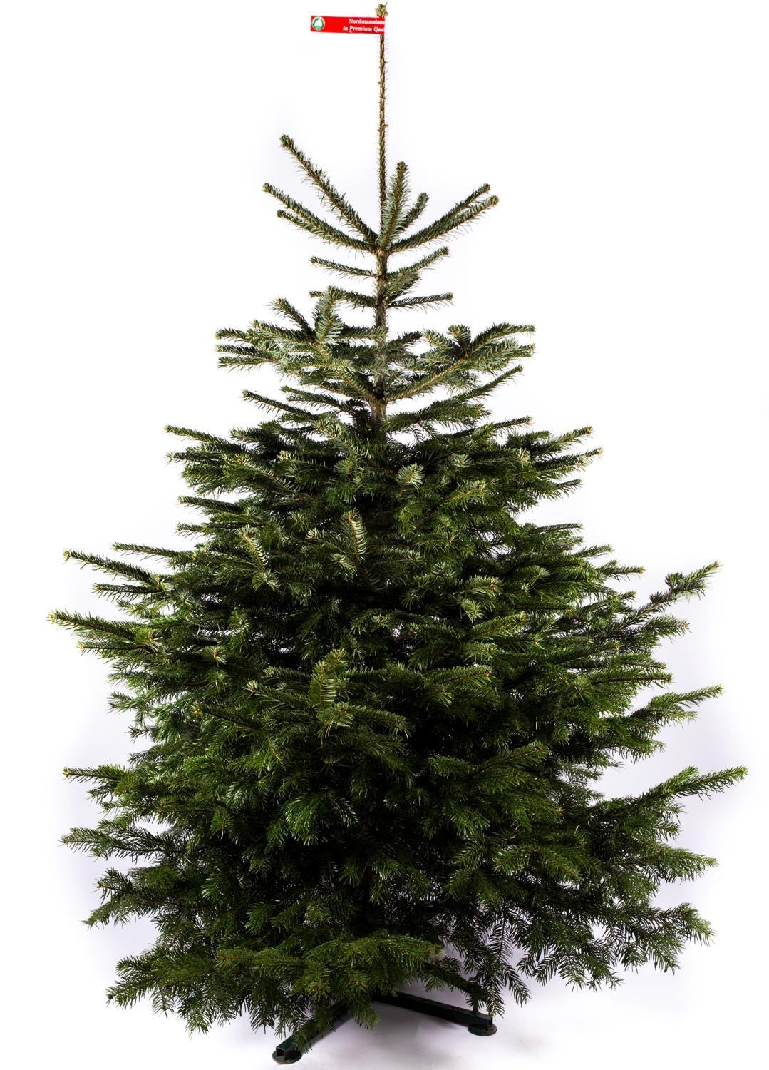 Kavkaška jelka Premium rezana 200 - 250 cm