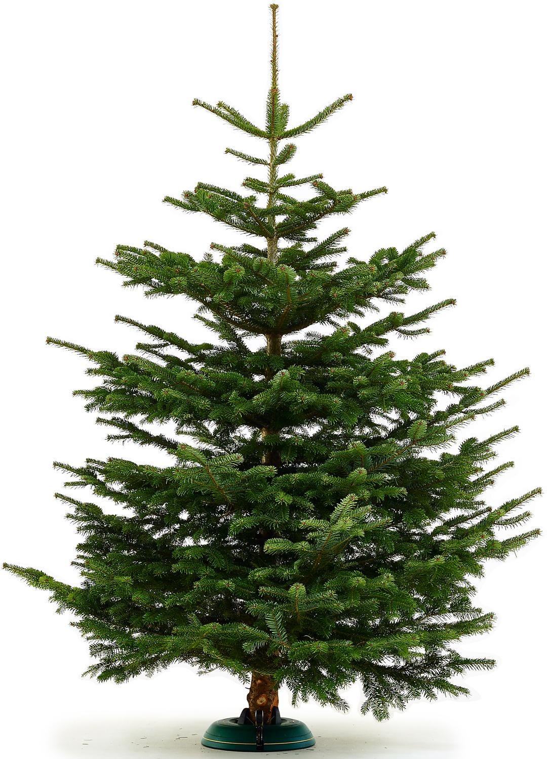 Kavkaška jelka XL 200 - 250 cm