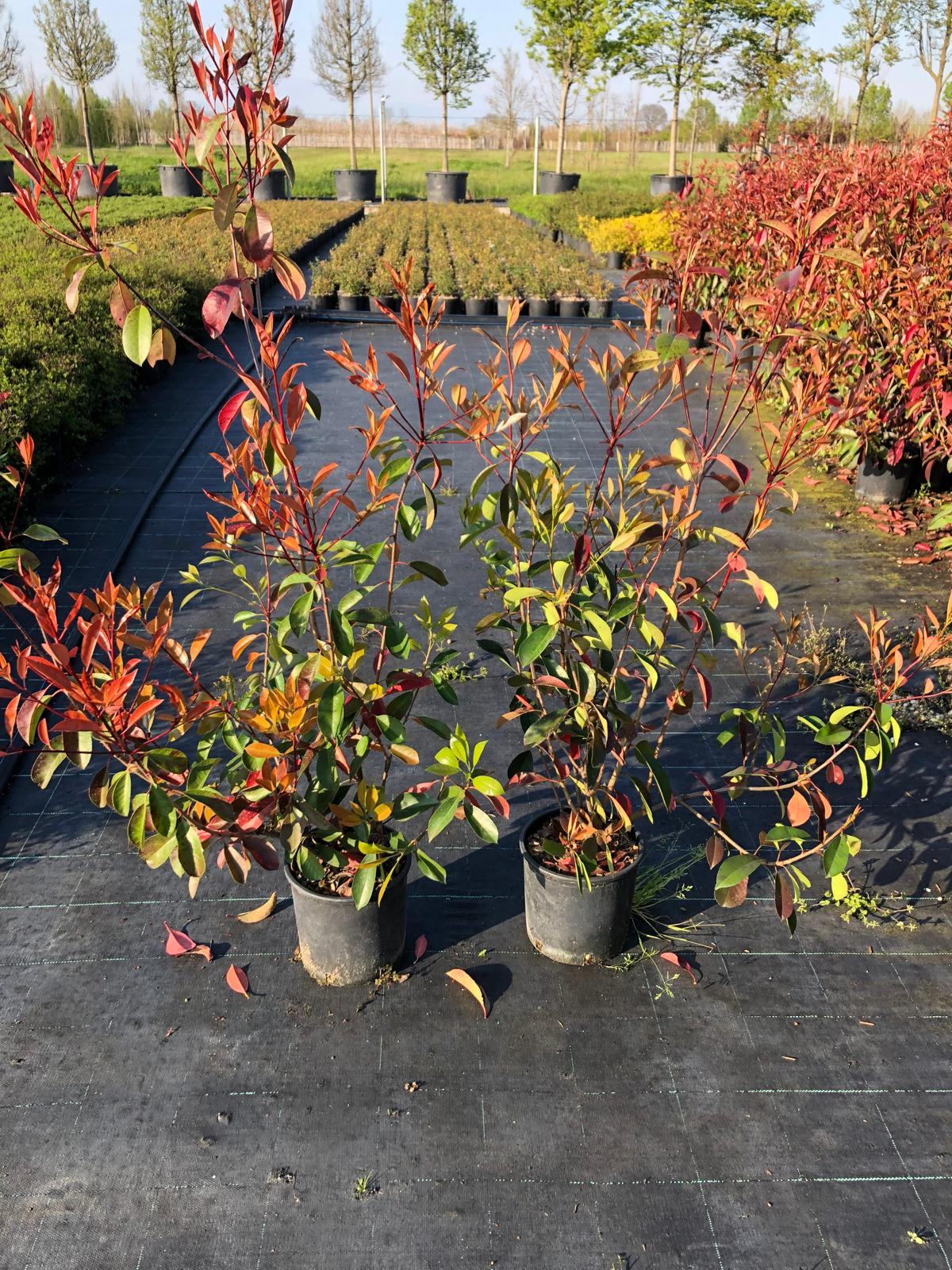 Photinia Red Robin